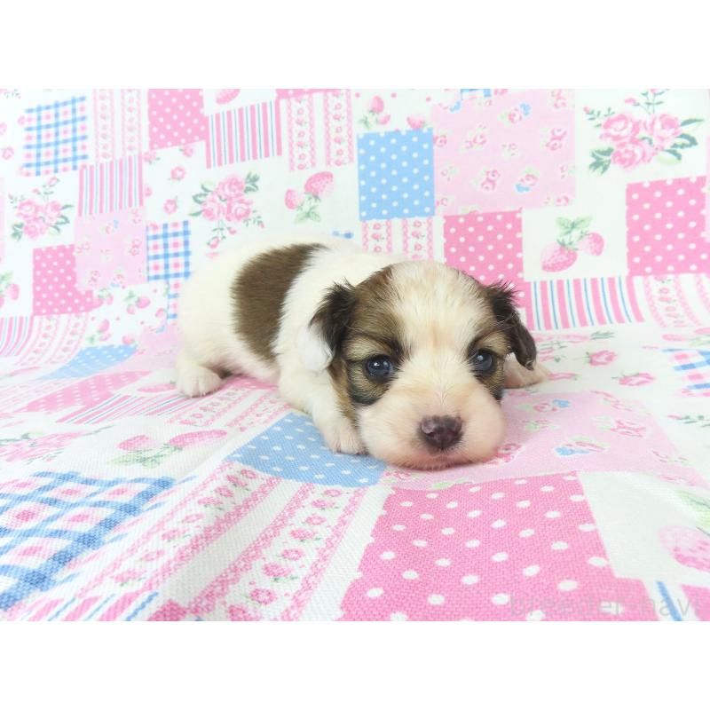 販売中の千葉県のパピヨン-439312の4枚目