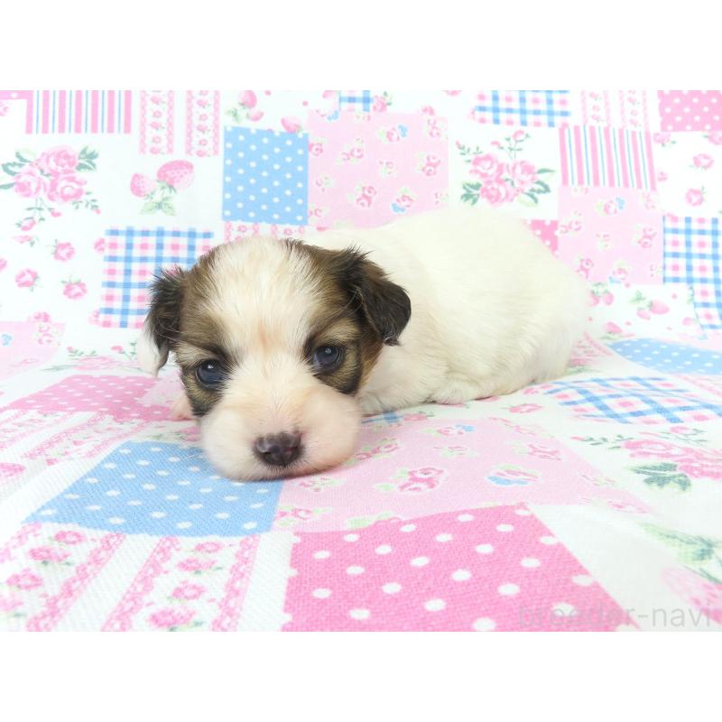 販売中の千葉県のパピヨン-439312の3枚目