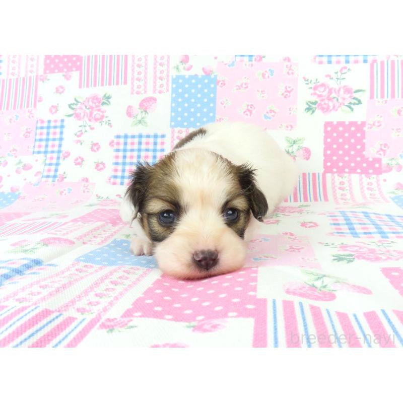 販売中の千葉県のパピヨン-439312の2枚目