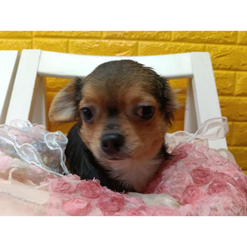 販売中の千葉県のチワワ(ロングコート)-419095の32枚目