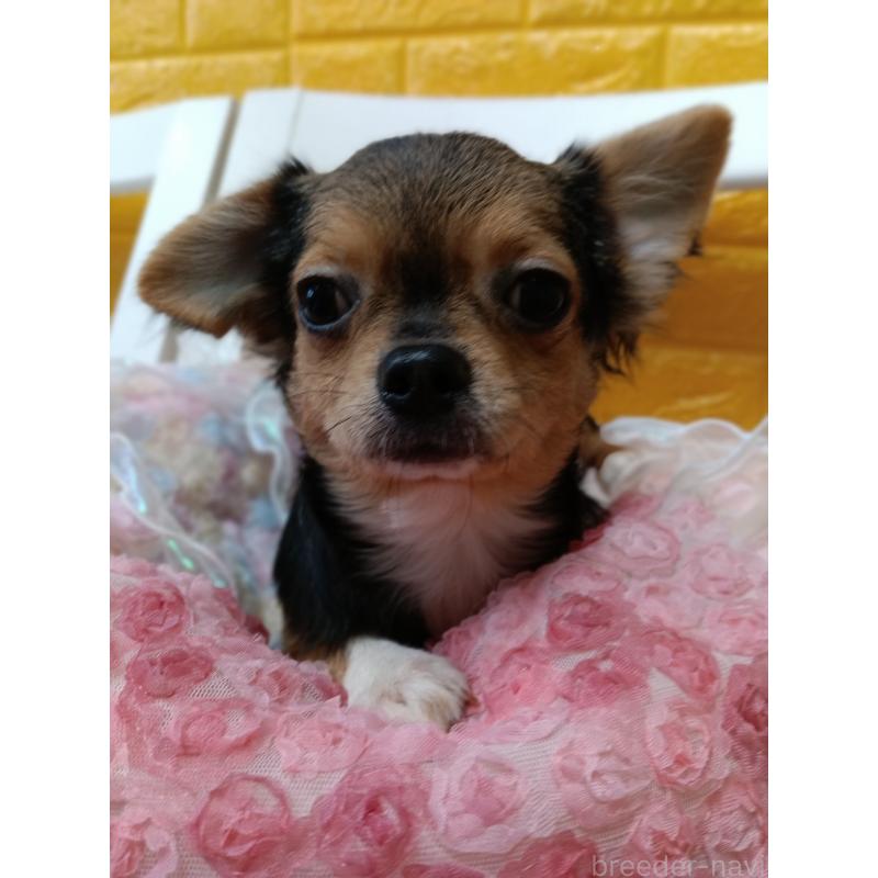 販売中の千葉県のチワワ(ロングコート)-419095の31枚目