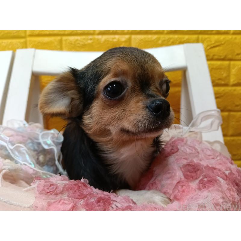 販売中の千葉県のチワワ(ロングコート)-419095の29枚目