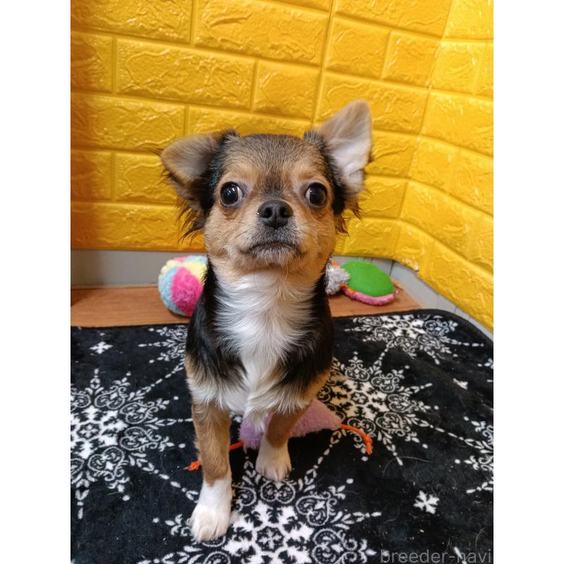 販売中の千葉県のチワワ(ロングコート)-419095の28枚目