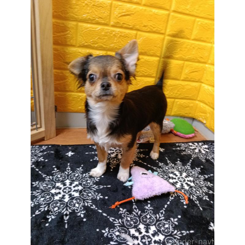 販売中の千葉県のチワワ(ロングコート)-419095の26枚目