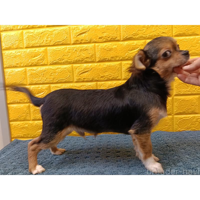 販売中の千葉県のチワワ(ロングコート)-419095の22枚目