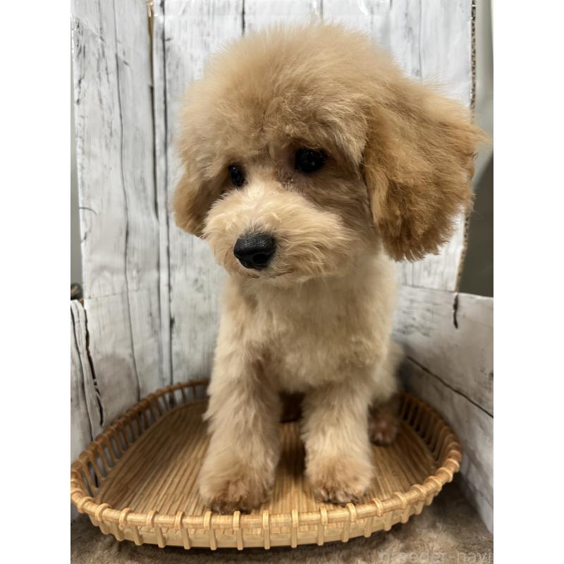 成約済の山梨県のビションプー:ビションフリーゼ×トイプードル-422960の3枚目