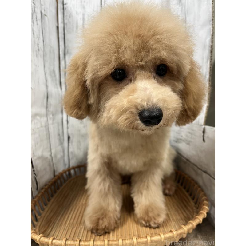 成約済の山梨県のビションプー:ビションフリーゼ×トイプードル-422960の2枚目