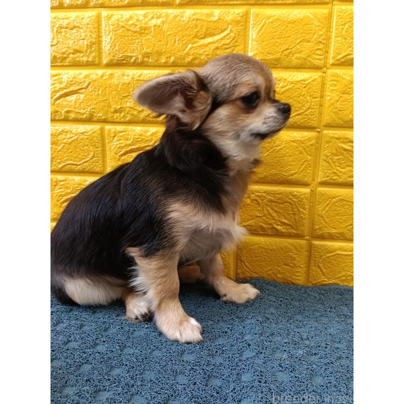 販売中の千葉県のチワワ(ロングコート)-419092の26枚目