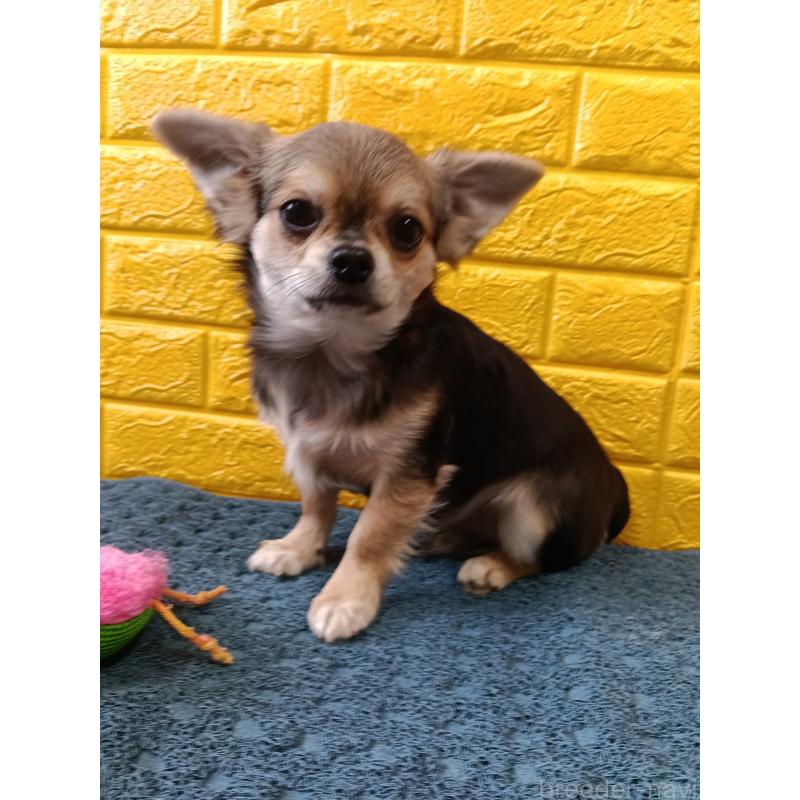 販売中の千葉県のチワワ(ロングコート)-419092の25枚目