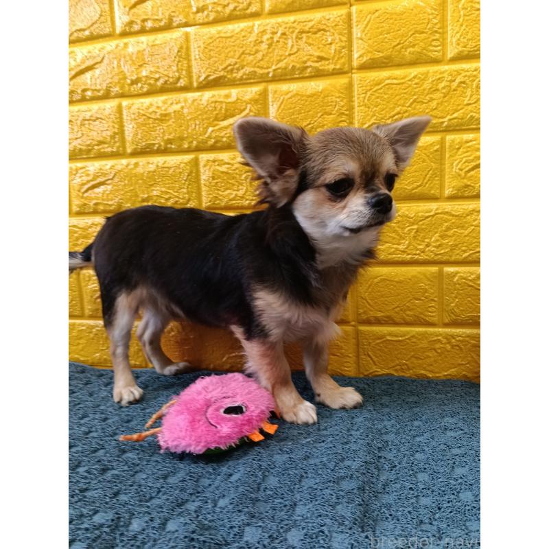 販売中の千葉県のチワワ(ロングコート)-419092の24枚目