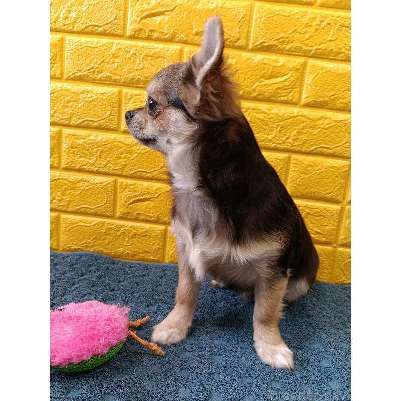 販売中の千葉県のチワワ(ロングコート)-419092の23枚目