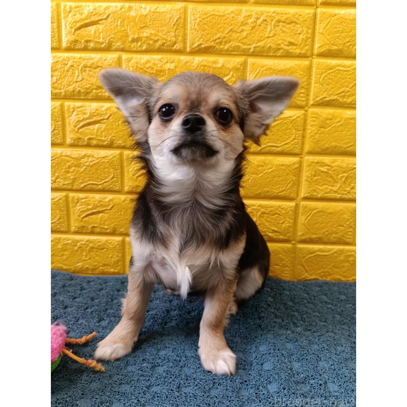 販売中の千葉県のチワワ(ロングコート)-419092の22枚目