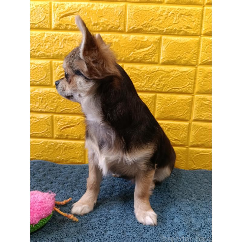 販売中の千葉県のチワワ(ロングコート)-419092の20枚目