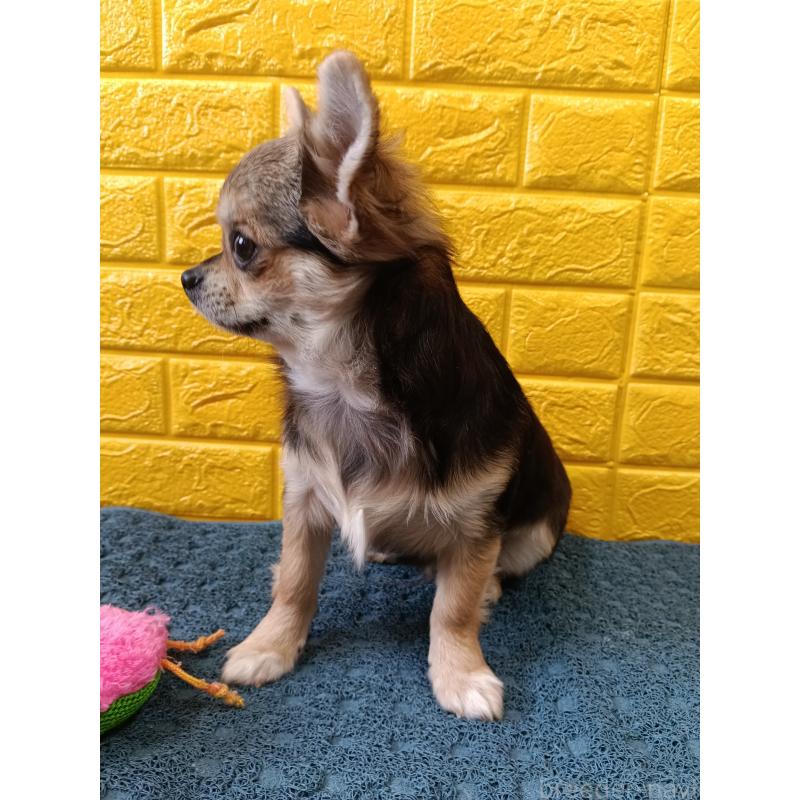 販売中の千葉県のチワワ(ロングコート)-419092の19枚目