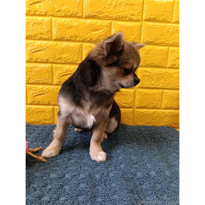 販売中の千葉県のチワワ(ロングコート)-419092の18枚目