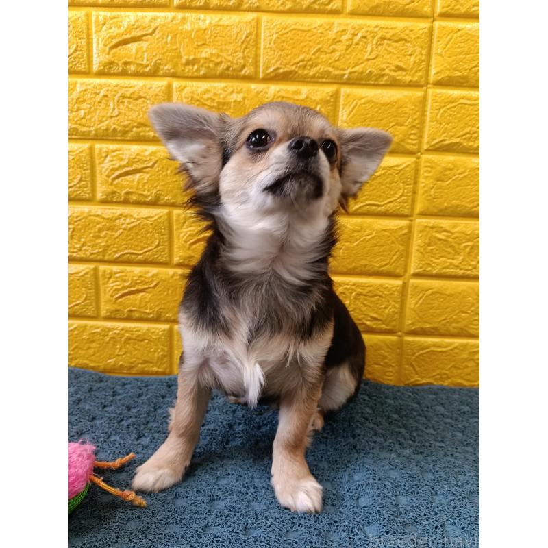 販売中の千葉県のチワワ(ロングコート)-419092の17枚目