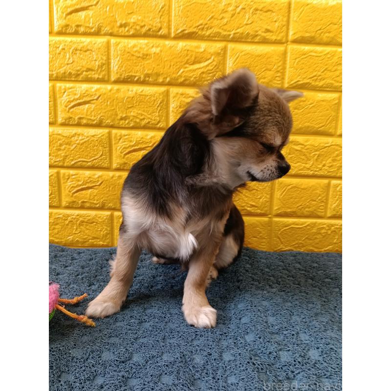 販売中の千葉県のチワワ(ロングコート)-419092の16枚目