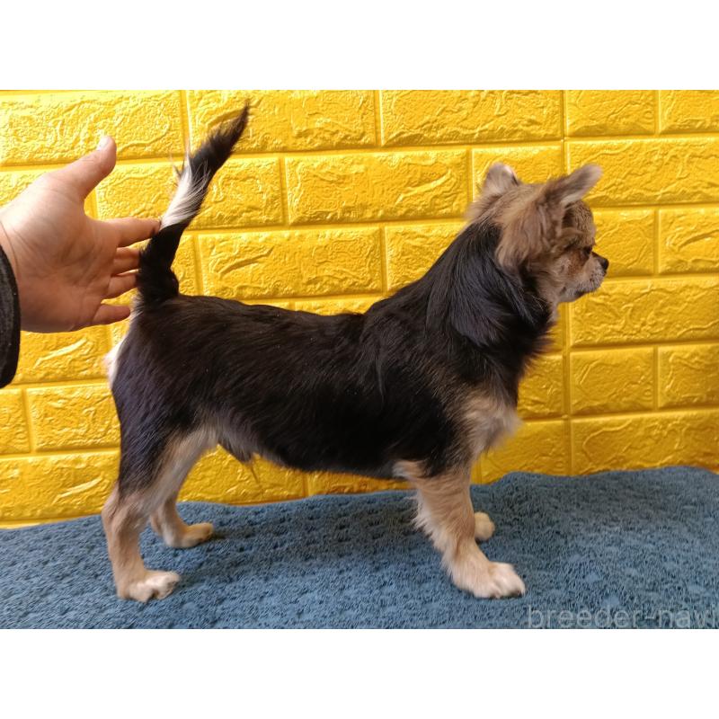 販売中の千葉県のチワワ(ロングコート)-419092の15枚目