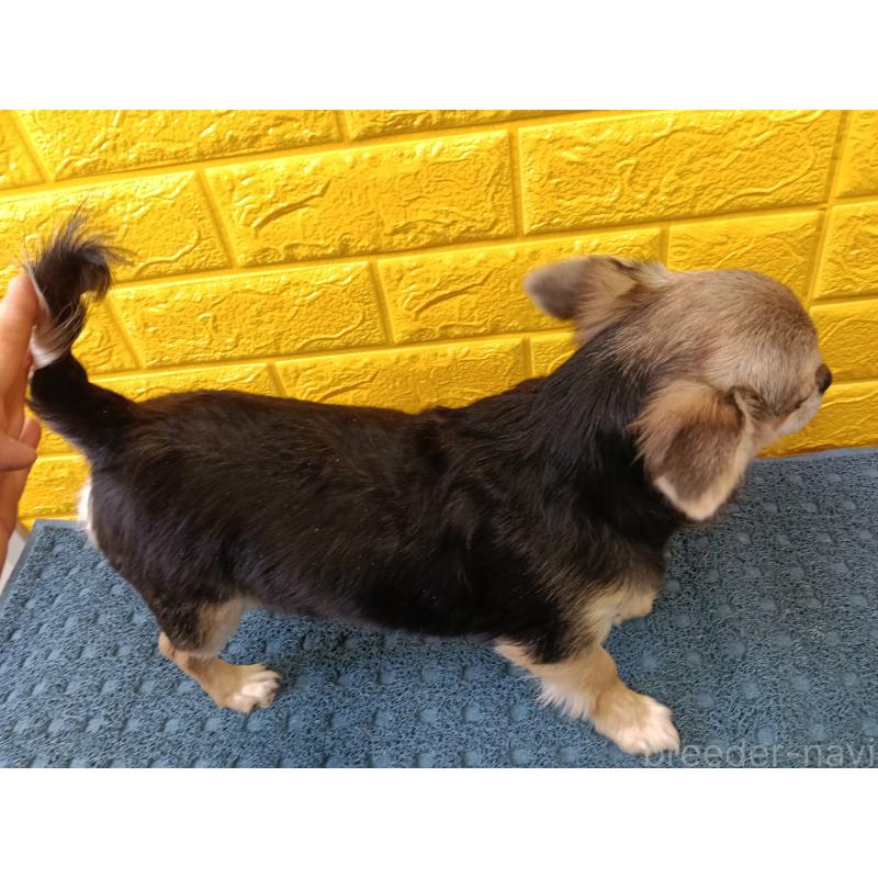 販売中の千葉県のチワワ(ロングコート)-419092の14枚目