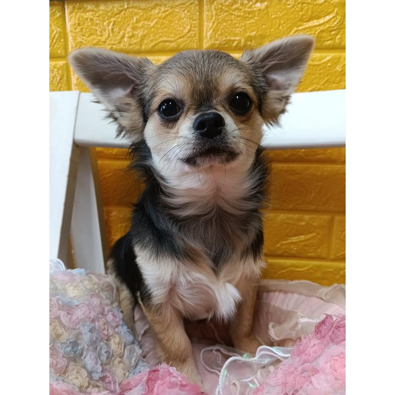 販売中の千葉県のチワワ(ロングコート)-419092の13枚目