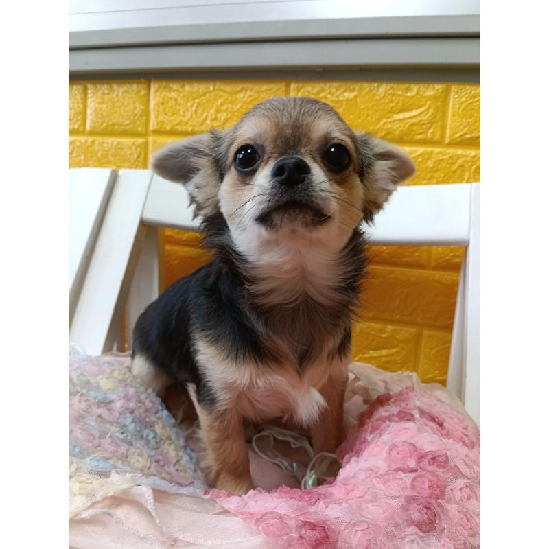 販売中の千葉県のチワワ(ロングコート)-419092の11枚目