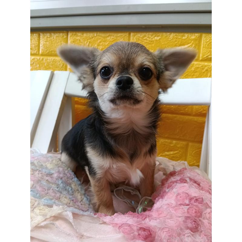 販売中の千葉県のチワワ(ロングコート)-419092の10枚目