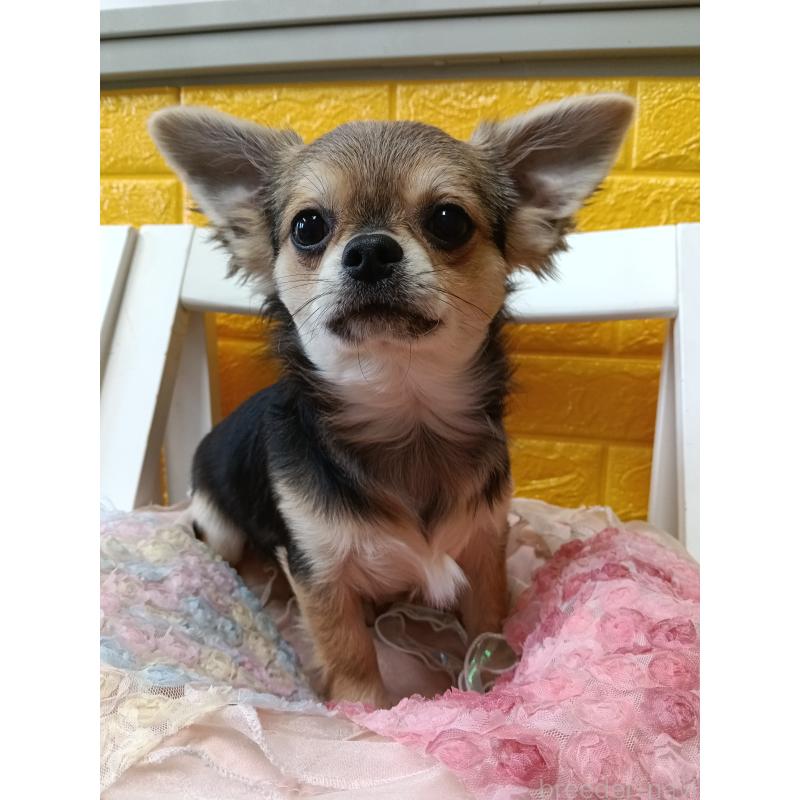 販売中の千葉県のチワワ(ロングコート)-419092の9枚目