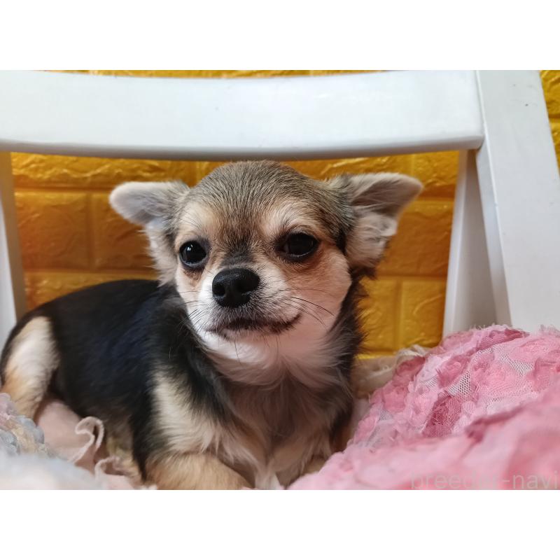 販売中の千葉県のチワワ(ロングコート)-419092の8枚目