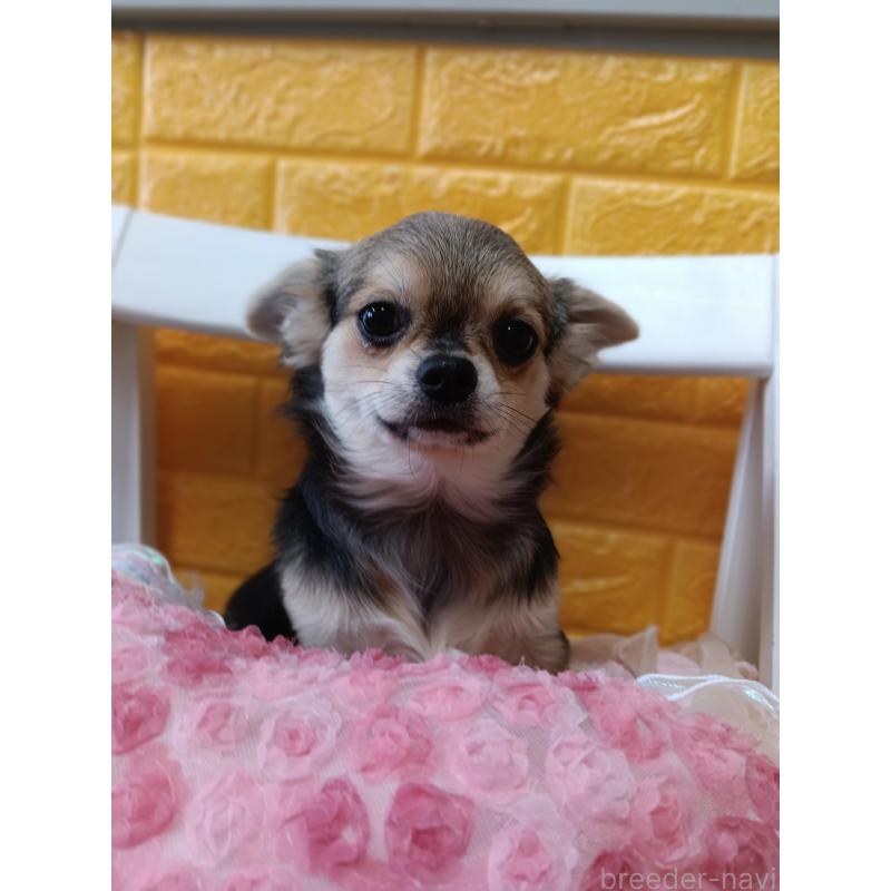 販売中の千葉県のチワワ(ロングコート)-419092の7枚目