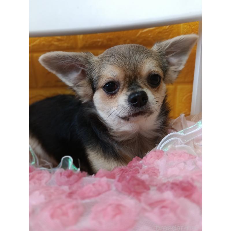 販売中の千葉県のチワワ(ロングコート)-419092の6枚目