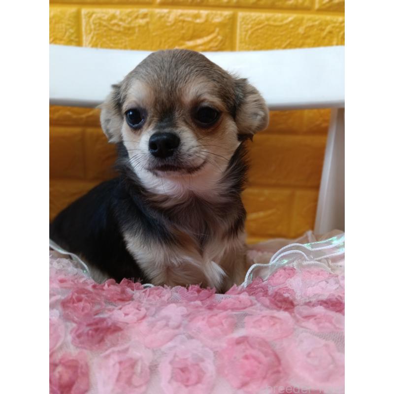 販売中の千葉県のチワワ(ロングコート)-419092の5枚目