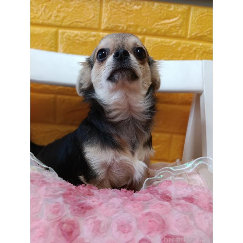 販売中の千葉県のチワワ(ロングコート)-419092の3枚目