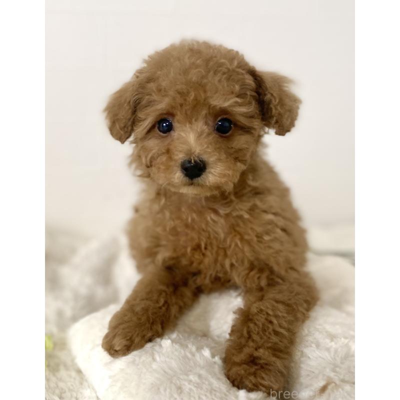 販売中の静岡県のトイプードル-439314の5枚目