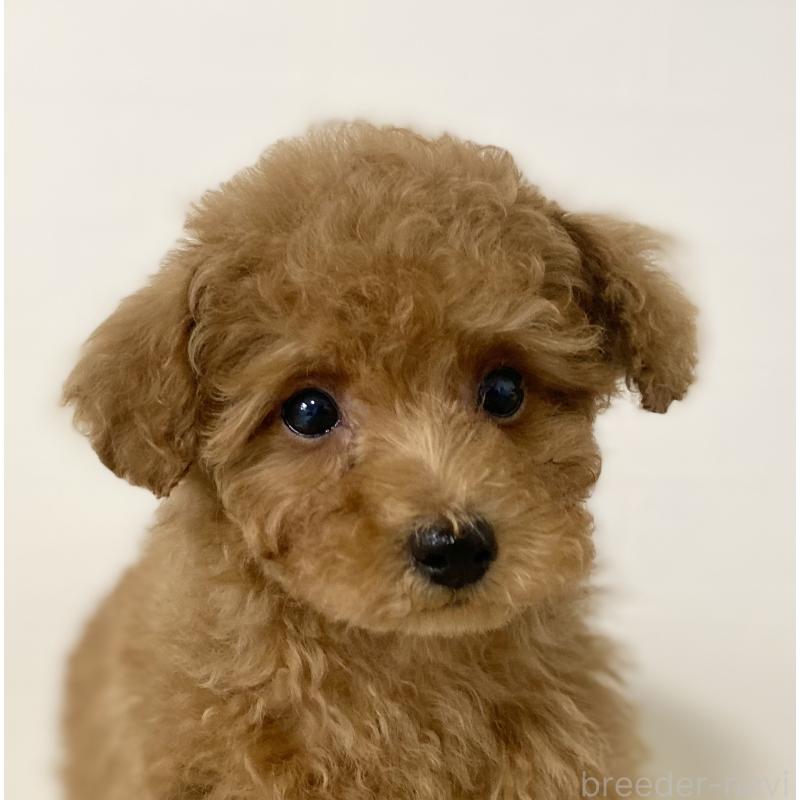 販売中の静岡県のトイプードル-439314の4枚目