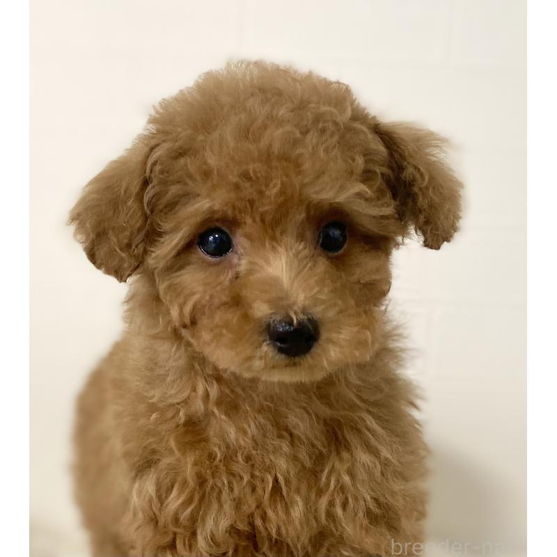 販売中の静岡県のトイプードル-439314の2枚目