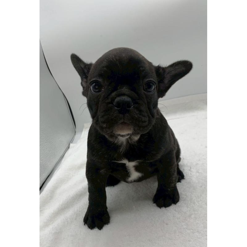 販売中の静岡県のフレンチブルドッグ-439313の5枚目