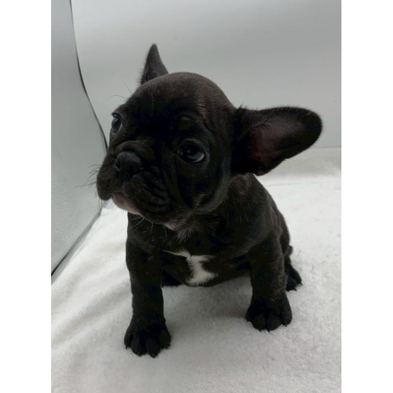 販売中の静岡県のフレンチブルドッグ-439313の4枚目