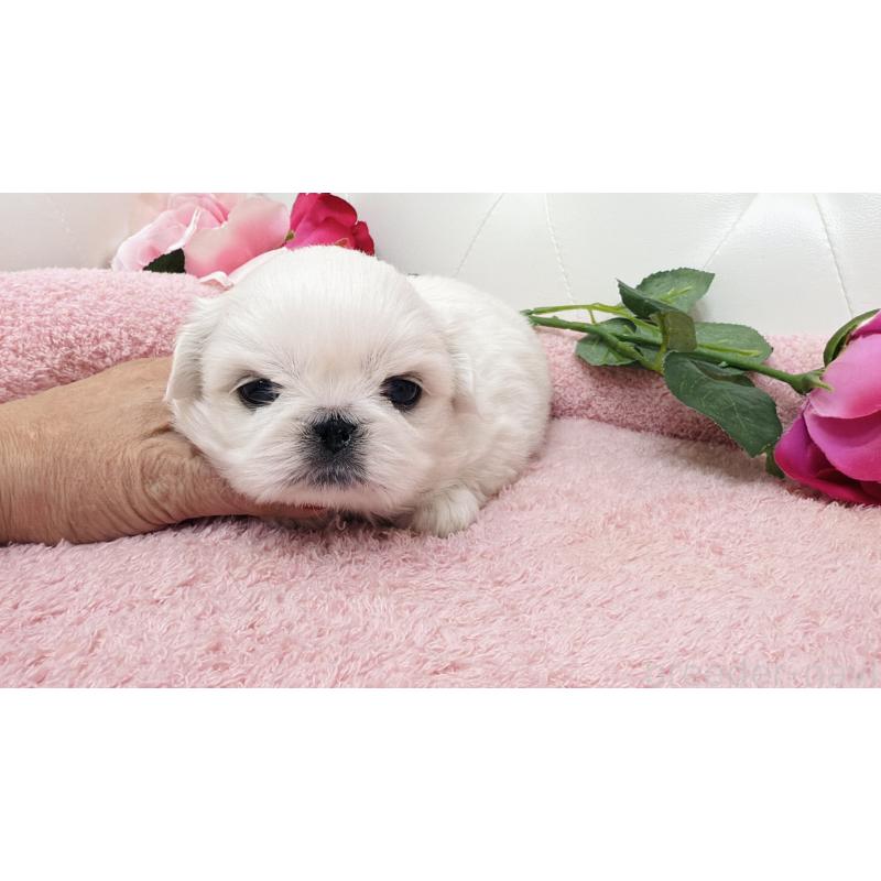 販売中の埼玉県のペキニーズ-439315