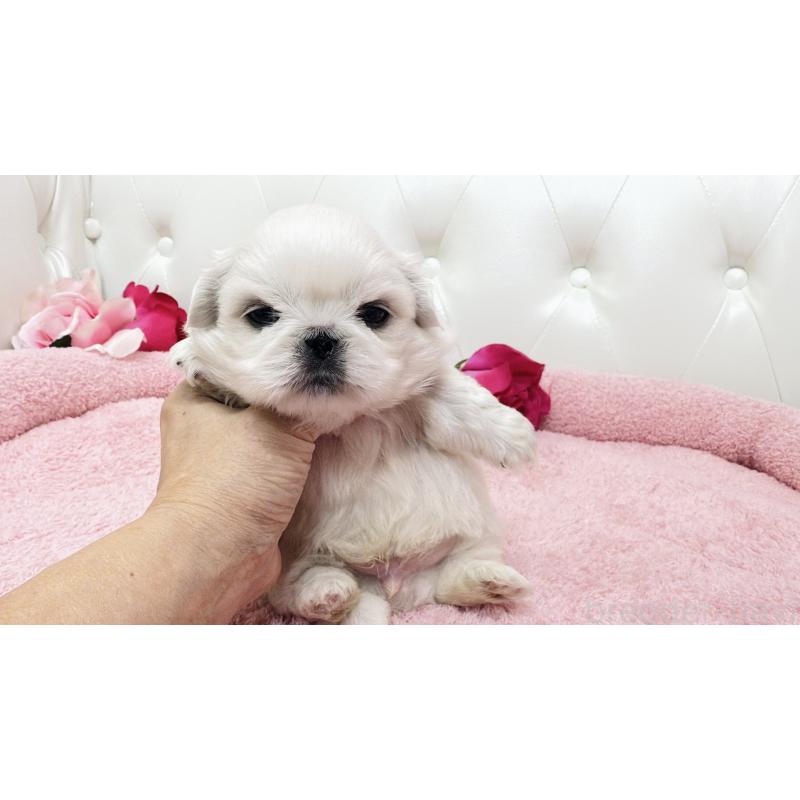 販売中の埼玉県のペキニーズ-439315の10枚目