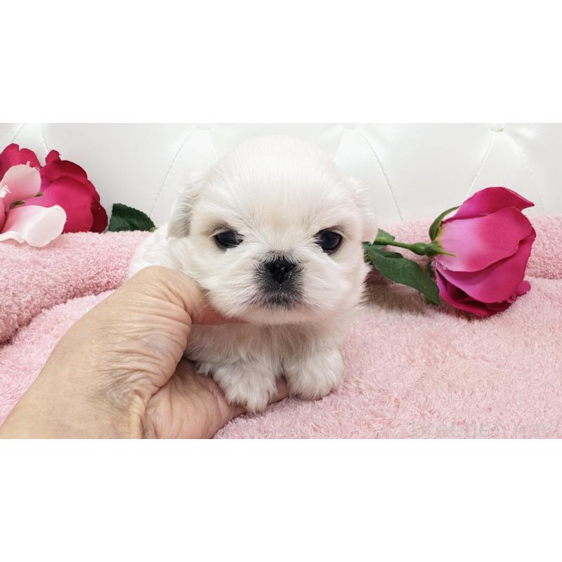 販売中の埼玉県のペキニーズ-439315の9枚目