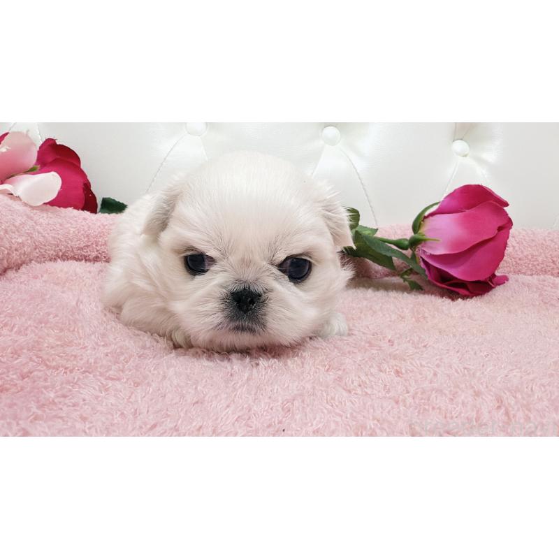 販売中の埼玉県のペキニーズ-439315の8枚目