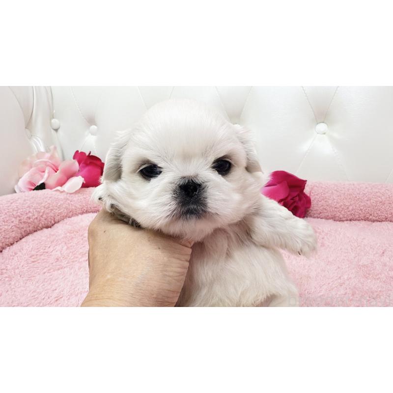 販売中の埼玉県のペキニーズ-439315の7枚目