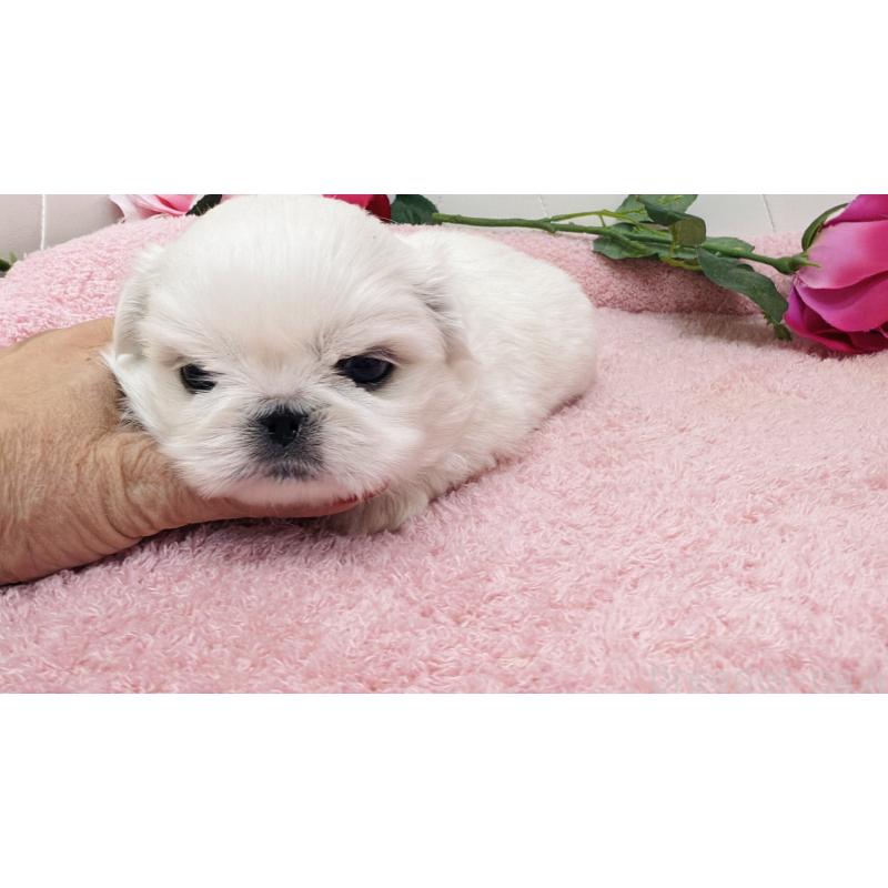 販売中の埼玉県のペキニーズ-439315の6枚目