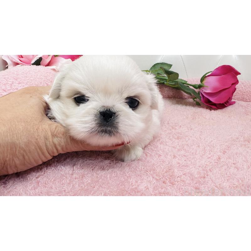 販売中の埼玉県のペキニーズ-439315の5枚目