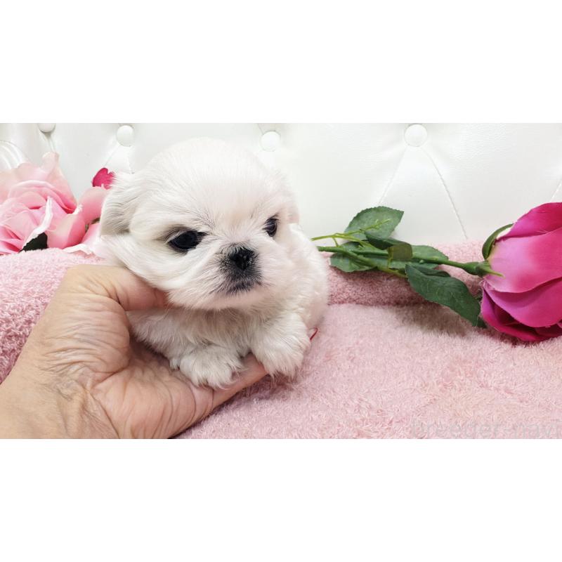 販売中の埼玉県のペキニーズ-439315の4枚目