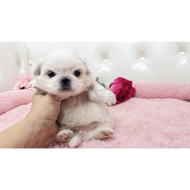 販売中の埼玉県のペキニーズ-439315の3枚目