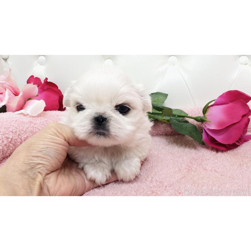 販売中の埼玉県のペキニーズ-439315の2枚目
