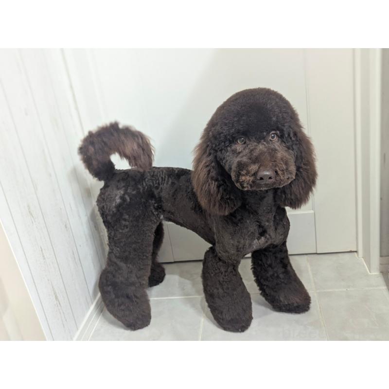 ぽわちゃん1枚目