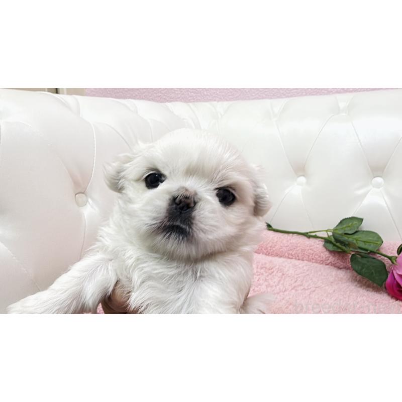 販売中の埼玉県のペキニーズ-439317の1枚目