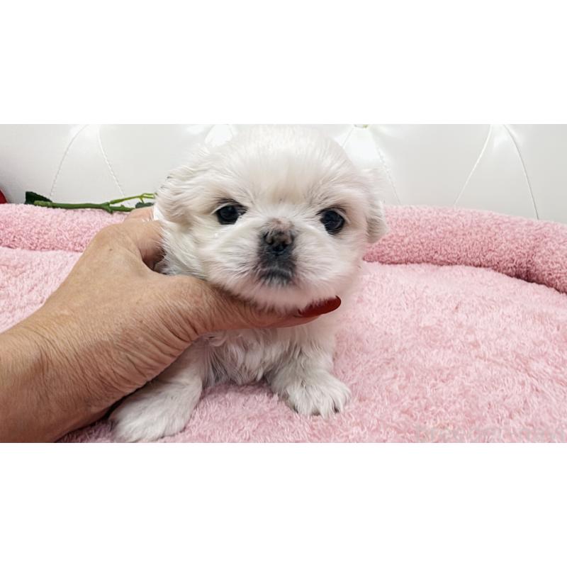 販売中の埼玉県のペキニーズ-439317の10枚目